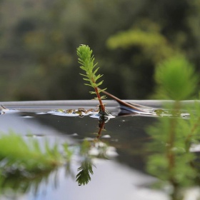 Eco Plant Myriophyllum Guyana mini muki