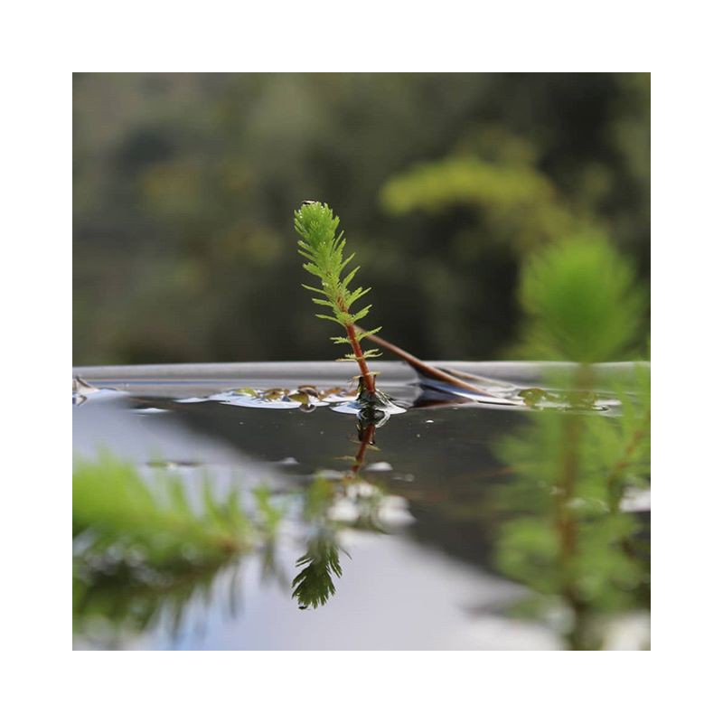 Eco Plant - Myriophyllum Guyana