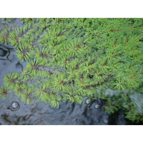 Myriophyllum Guyana növény mini csésze