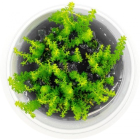 Eco Plant Myriophyllum Guyana mini muki