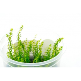 Myriophyllum Guyana in mini tazza