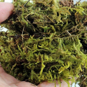 Repti-Zoo Tšiili sphagnum sammal 4,5l