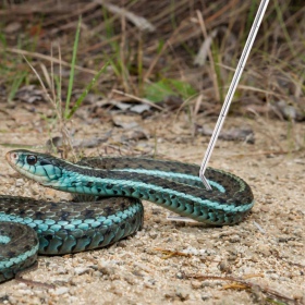 Gancho de Aço Repti-Zoo para Cobras