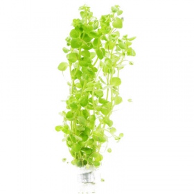 Bacopa Australis - Mini-Becher Pflanze für Aquarien