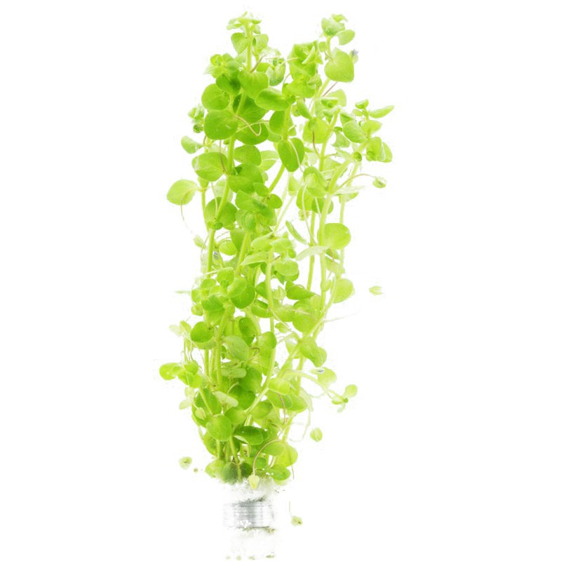 Bacopa Australis - Mini-Becher Pflanze für Aquarien