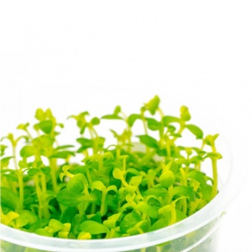 Planta Bacopa Australis em vitro