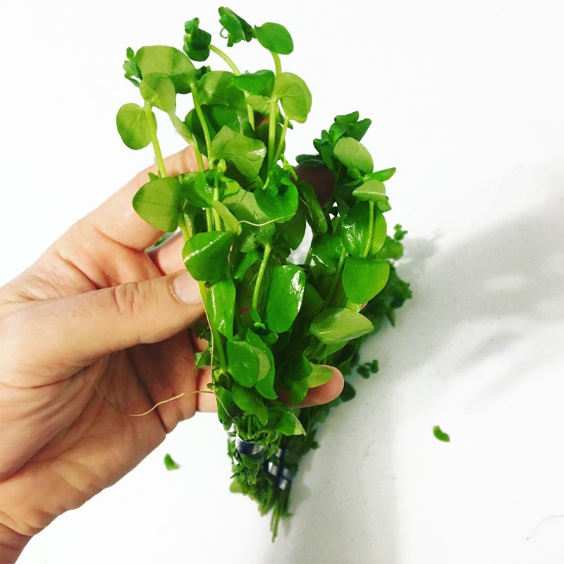 Planta Bacopa Australis em vitro