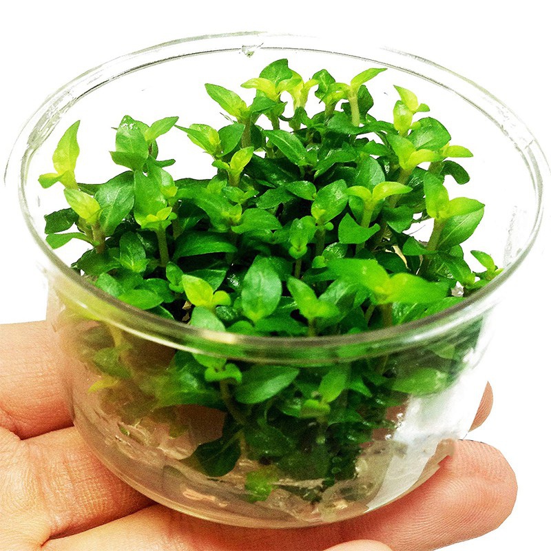 Planta Staurogyne repens en mini taza