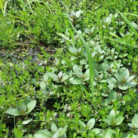 Planta Staurogyne repens en mini taza