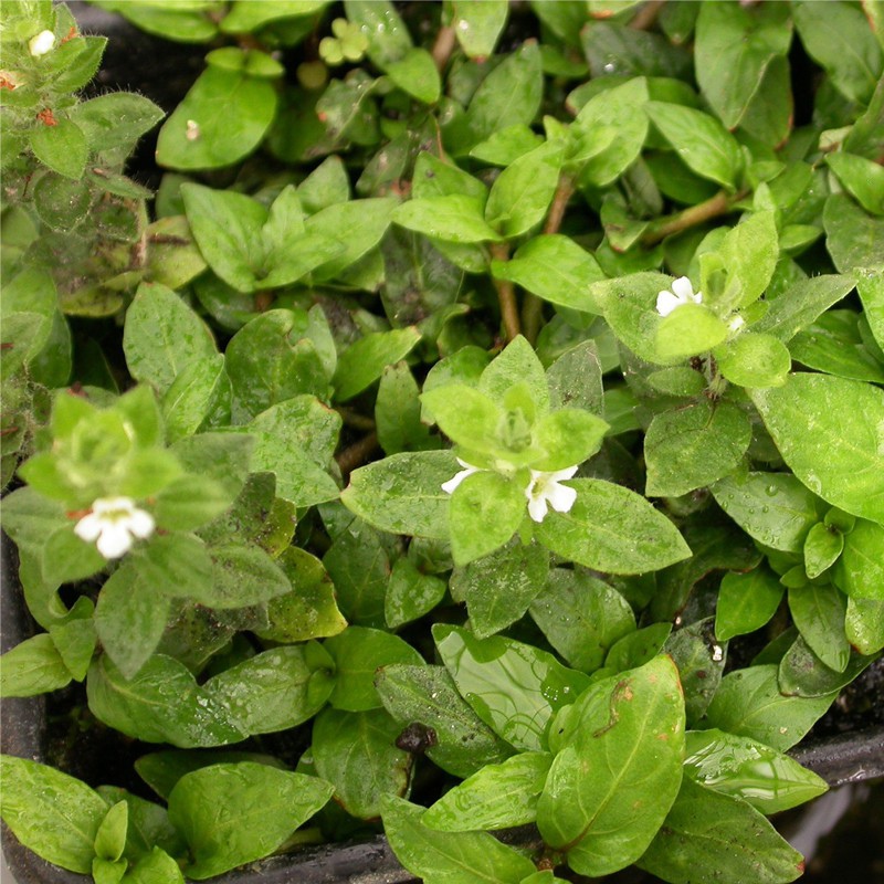 Planta Staurogyne repens en mini taza