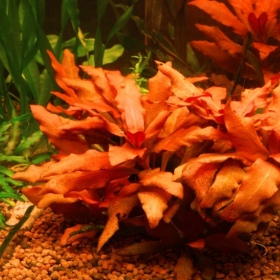 Alternanthera Splendida 'Orange' - Aquarium Decoration