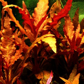 Alternanthera Splendida 'Orange' növény