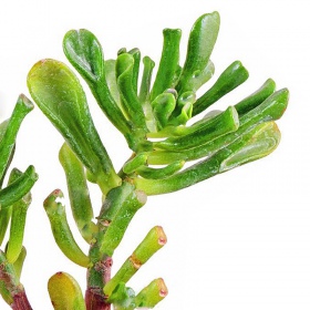 Crassula Helmsii у малому кубку