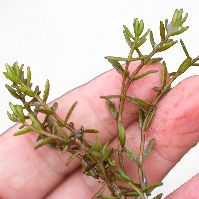 Crassula Helmsii en pequeño vaso