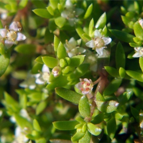 Crassula Helmsii en pequeño vaso