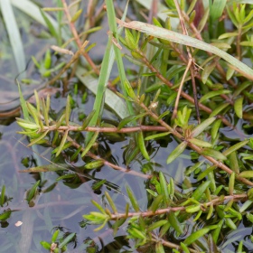 Crassula Helmsii en pequeño vaso