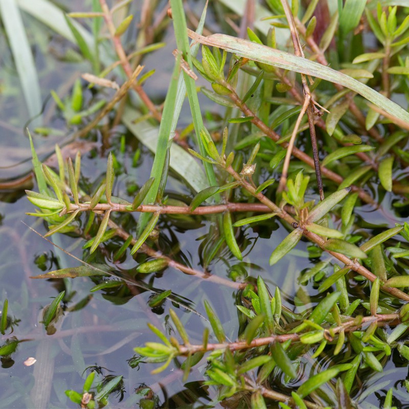 Eco Plant - Crassula Helmsii - InVitro duży kubek