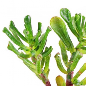 Crassula Helmsii en pequeño vaso