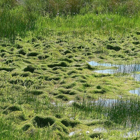 Ecoplants Crassula Helmsii - malý pohárek