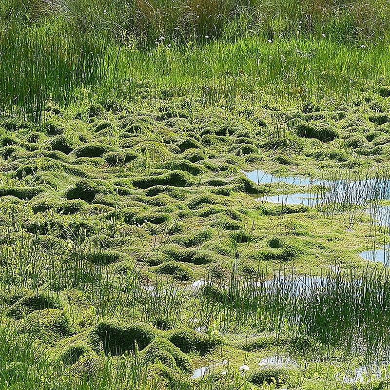 Ecoplants Crassula Helmsii - malý pohárek