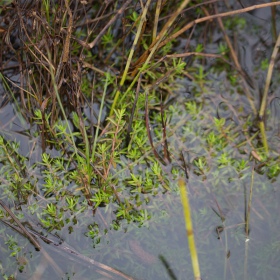 Crassula Helmsii у малому кубку