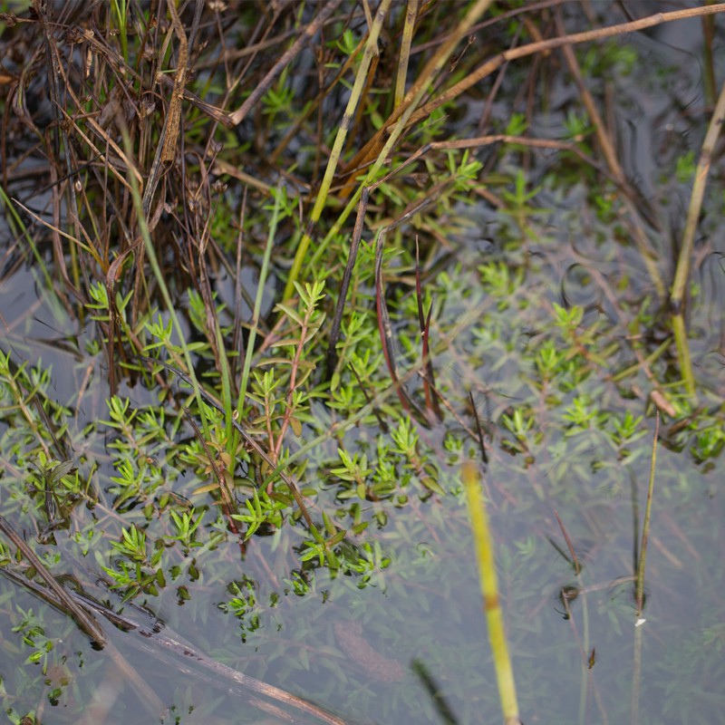 Crassula Helmsii у малому кубку