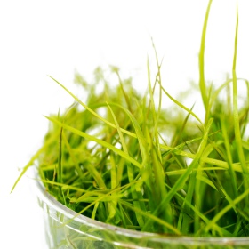 Eco Plant - Juncus Repens in piccolo vaso