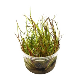 Juncus Repens в малък кубак