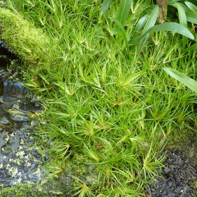 Juncus Repens в акваріумі