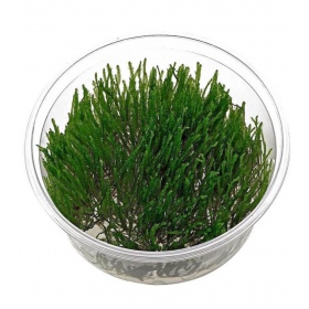 Eco Plant - Taxiphyllum sp. 'Spiky Moss' - InVitro mały kubek