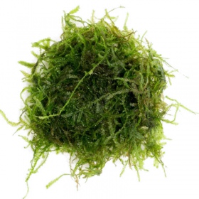 Eco Plant - Taxiphyllum sp. 'Spiky Moss'