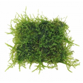 Eco Plant - Taxiphyllum sp. 'Spiky Moss'