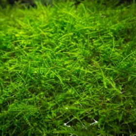 Taxiphyllum sp. 'Spiky Moss' - малък чашка