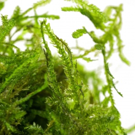 Eco Plant - Taxiphyllum sp. 'Spiky Moss' - InVitro mały kubek