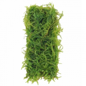 Eco Plant - Spiky Moss InVitro Cup