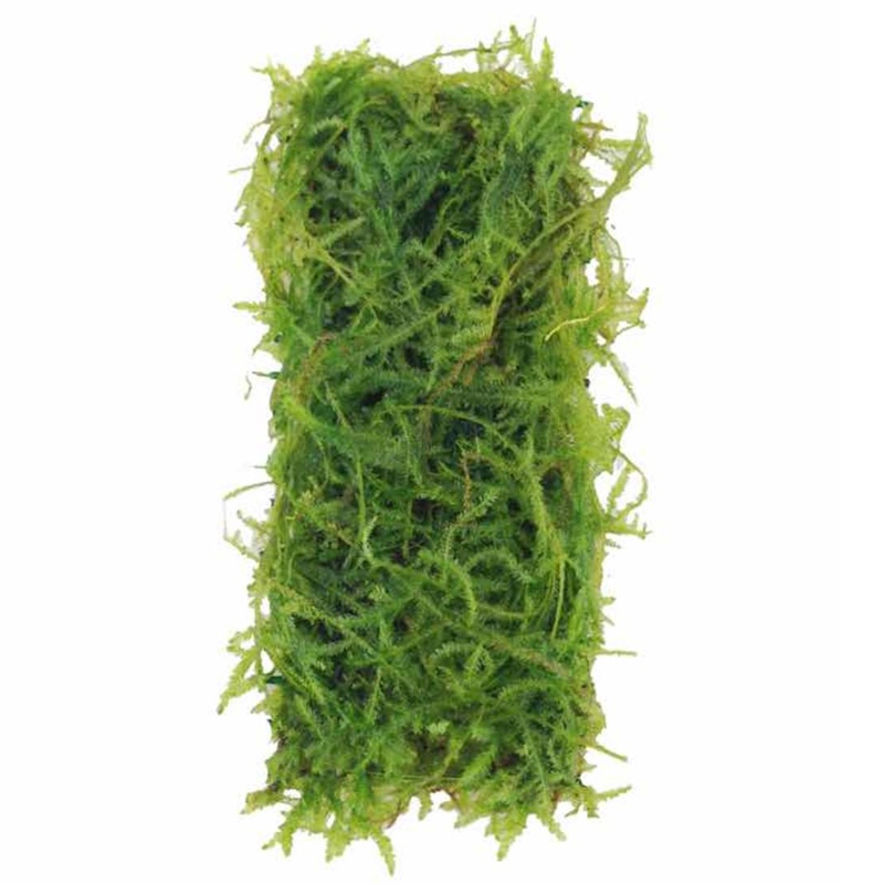 Eco Plant - Taxiphyllum sp. 'Spiky Moss' - InVitro mały kubek