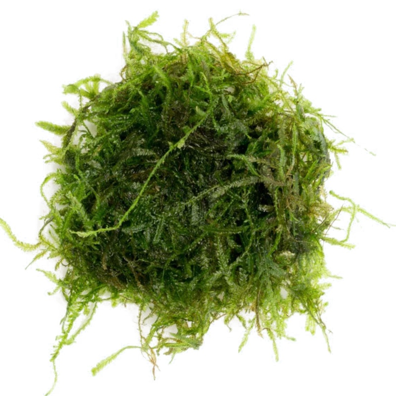 Eco Plant - Java Moss