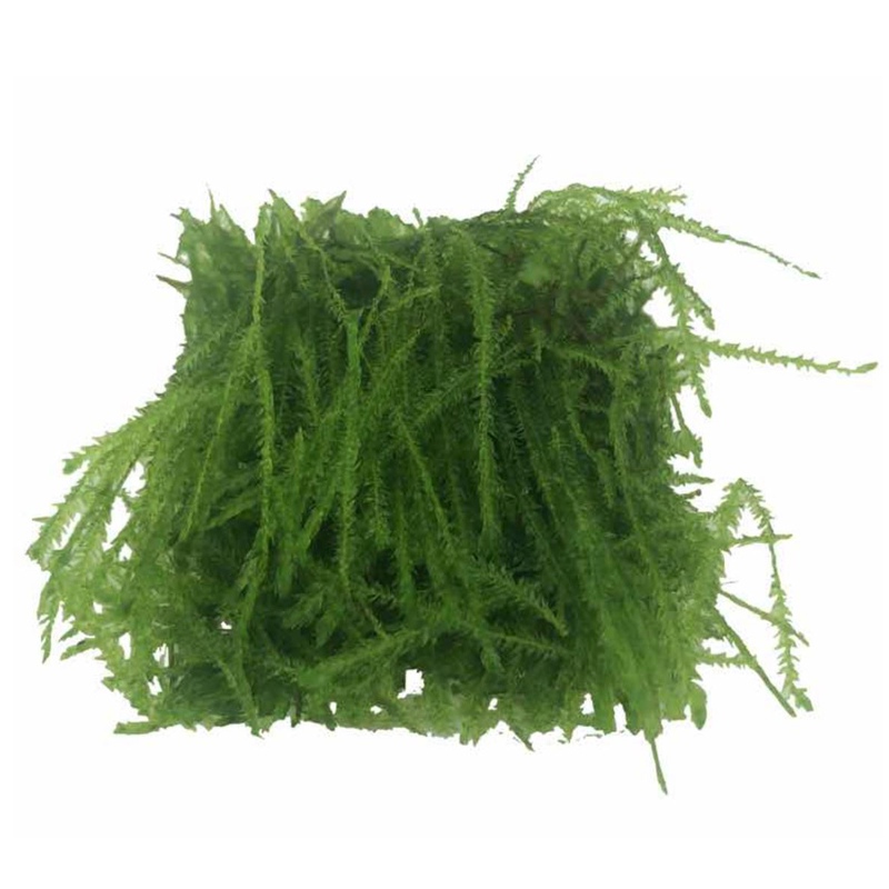 Eco Plant - Java Moss