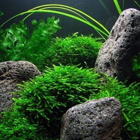 Java Moss у маленькій чашці InVitro