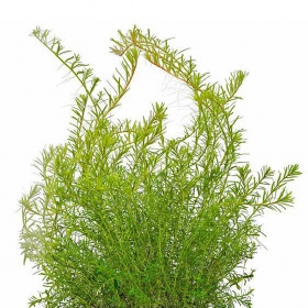 Rotala Macandra Bangladesh inVitro