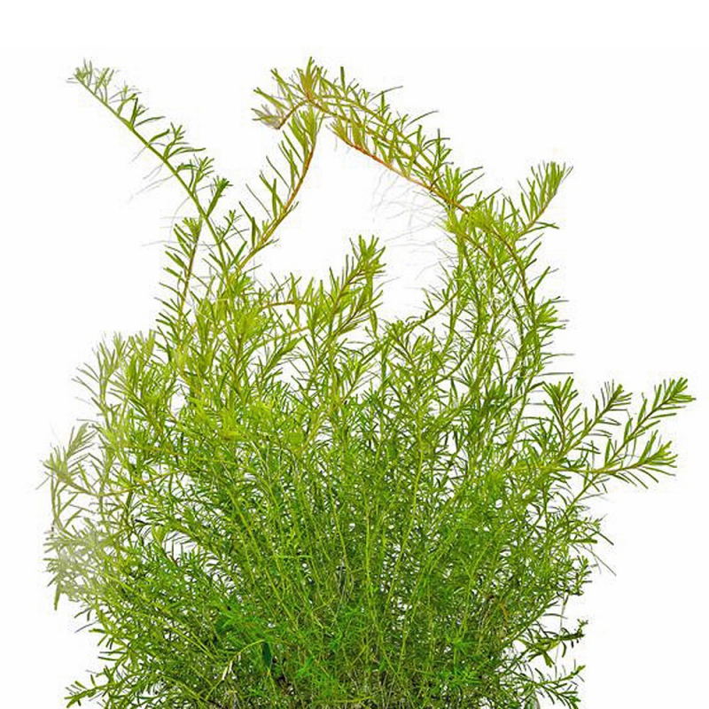 Rotala Macandra Bangladesh inVitro