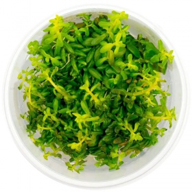 Rotala Macandra 'Bangladesh' в акваріумі