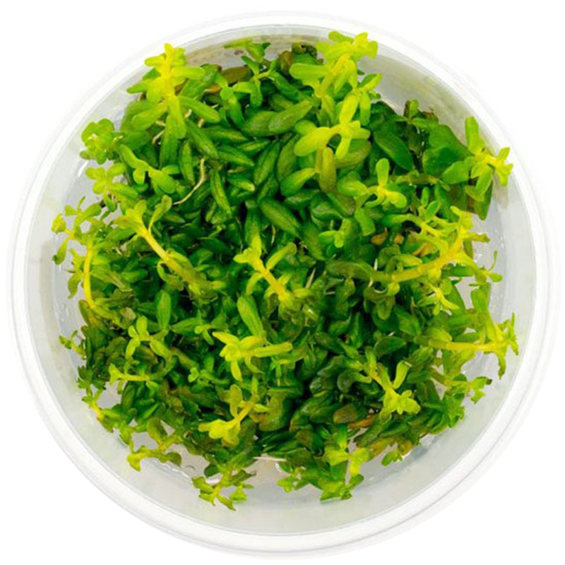 Rotala Macandra Bangladesh i liten kopp