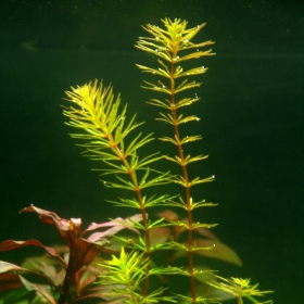 Rotala Macandra Bangladesh inVitro