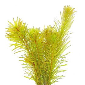 Rotala Macandra Bangladesh inVitro