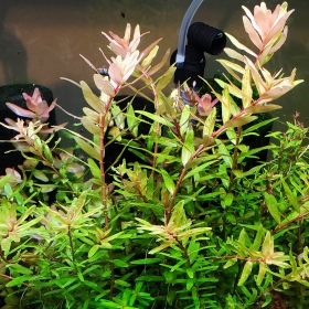 Eco Plant - Rotala sp. 'Shimoga' in vaso