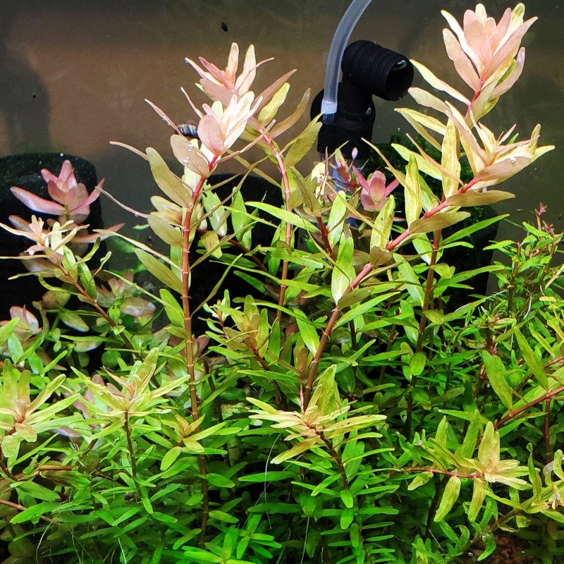 Rotala 'Shimoga' - piękna i rzadka roślina