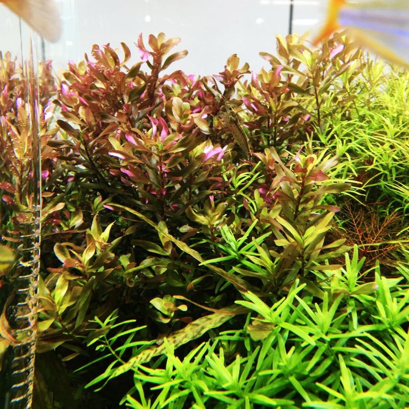 Eco Plant - Rotala sp. 'Shimoga' in vaso