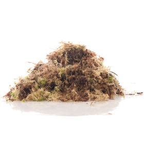 Komodo Habitat Moss 3l - żywy mech torfowiec 400g