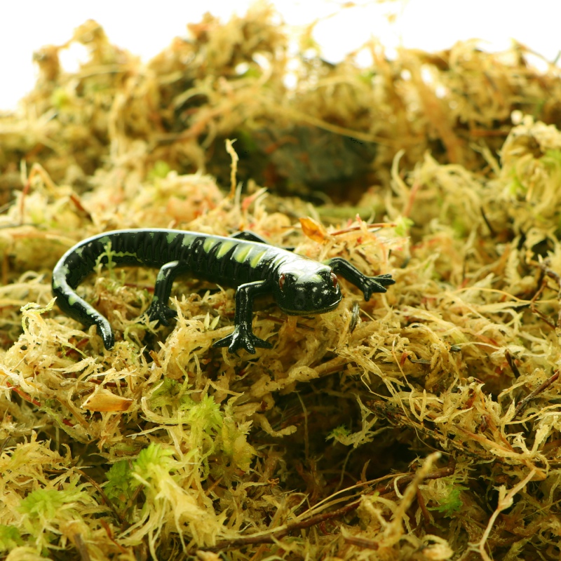 Komodo Habitat Moos 3l - Lebendes Sphagnum-Moos